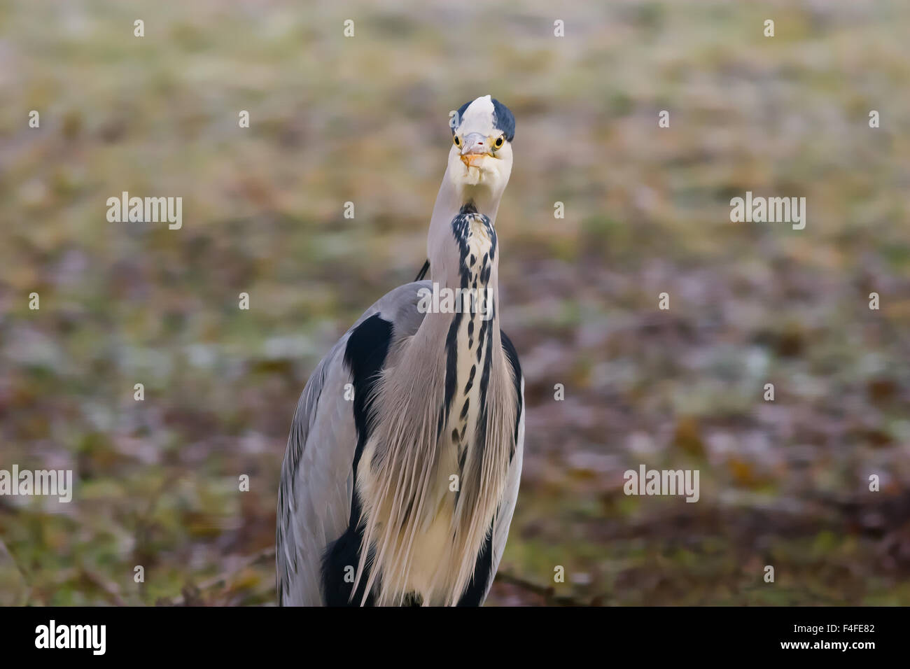 Graureiher Ardea Cinerea, einziger Vogel auf einem Feld. Stockfoto