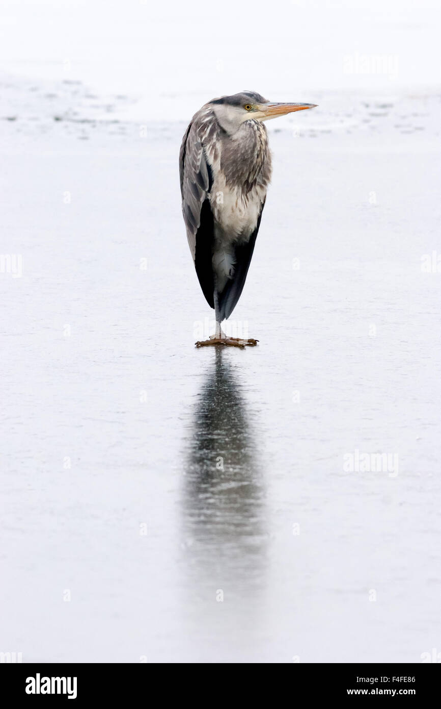 Graureiher Ardea Cinerea, einziger Vogel auf zugefrorenen See. Stockfoto
