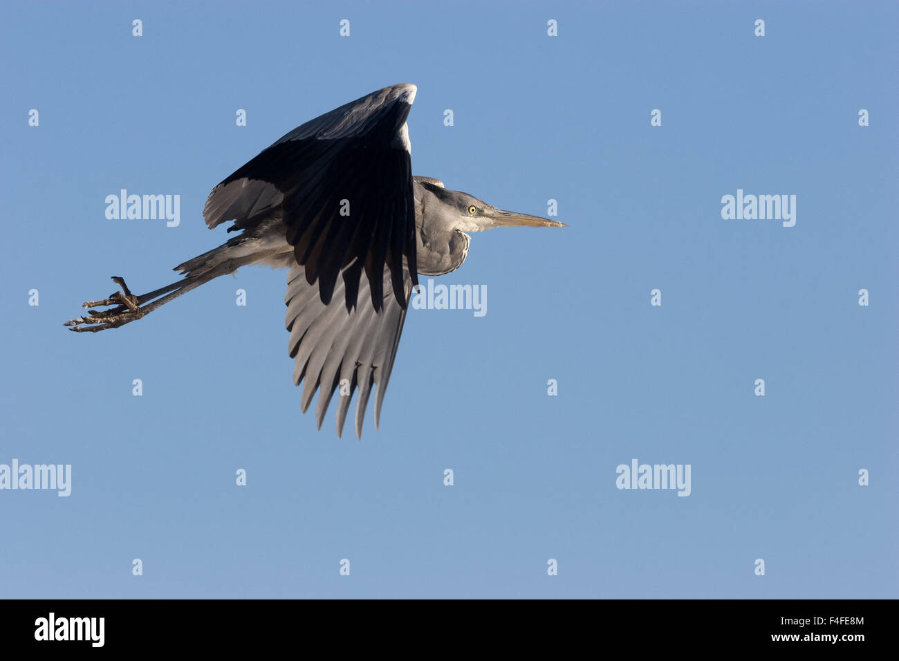 Graureiher Ardea Cinerea im Flug, Solna, Schweden Stockfoto