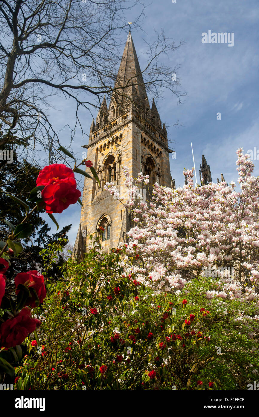 Llandaff Cathedral Prichard Turmspitze im Frühjahr mit Kirschblüte und roten Blumen Llandaff Cardiff Wales UK Stockfoto