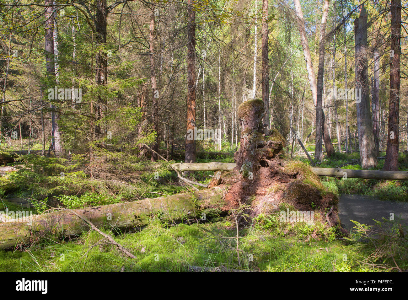 Gebrochene Baumwurzeln, die teilweise in Nadelwäldern Stand und gebrochenen Baum herumliegen abgelehnt Stockfoto