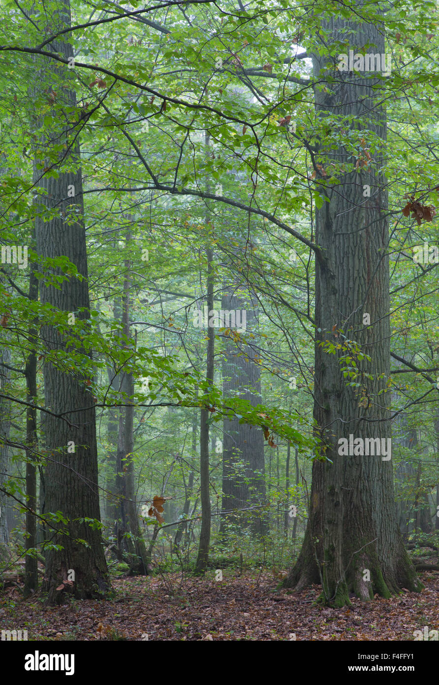 Alten Eichen in Herbst nebligen Laub Stand von Białowieża Wald, Polen, Europa Stockfoto