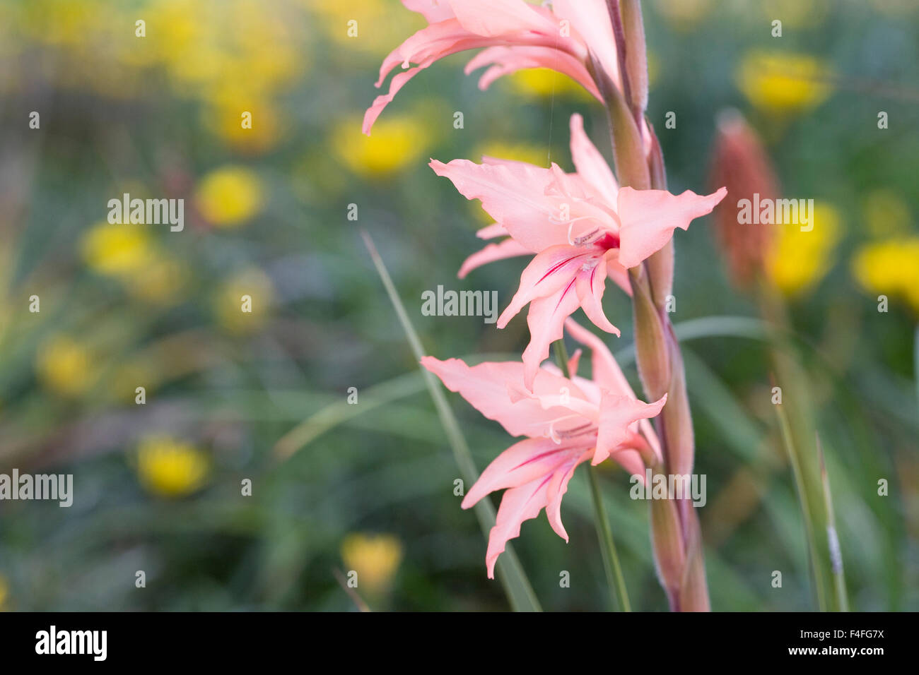 Gladiolen Blume. Stockfoto