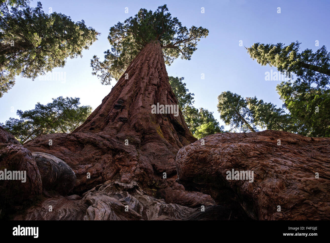 Redwood (Sequoioideae), Wellingtonia (Sequoiadendron Giganteum), Mariposa Grove, Yosemite-Nationalpark, Kalifornien, USA Stockfoto