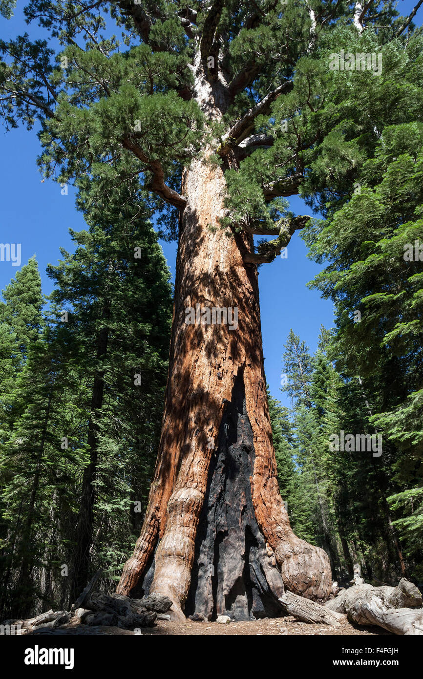 Grizzly Giant Redwood (Sequoioideae), Wellingtonia (Sequoiadendron Giganteum), Mariposa Grove, Yosemite-Nationalpark Stockfoto