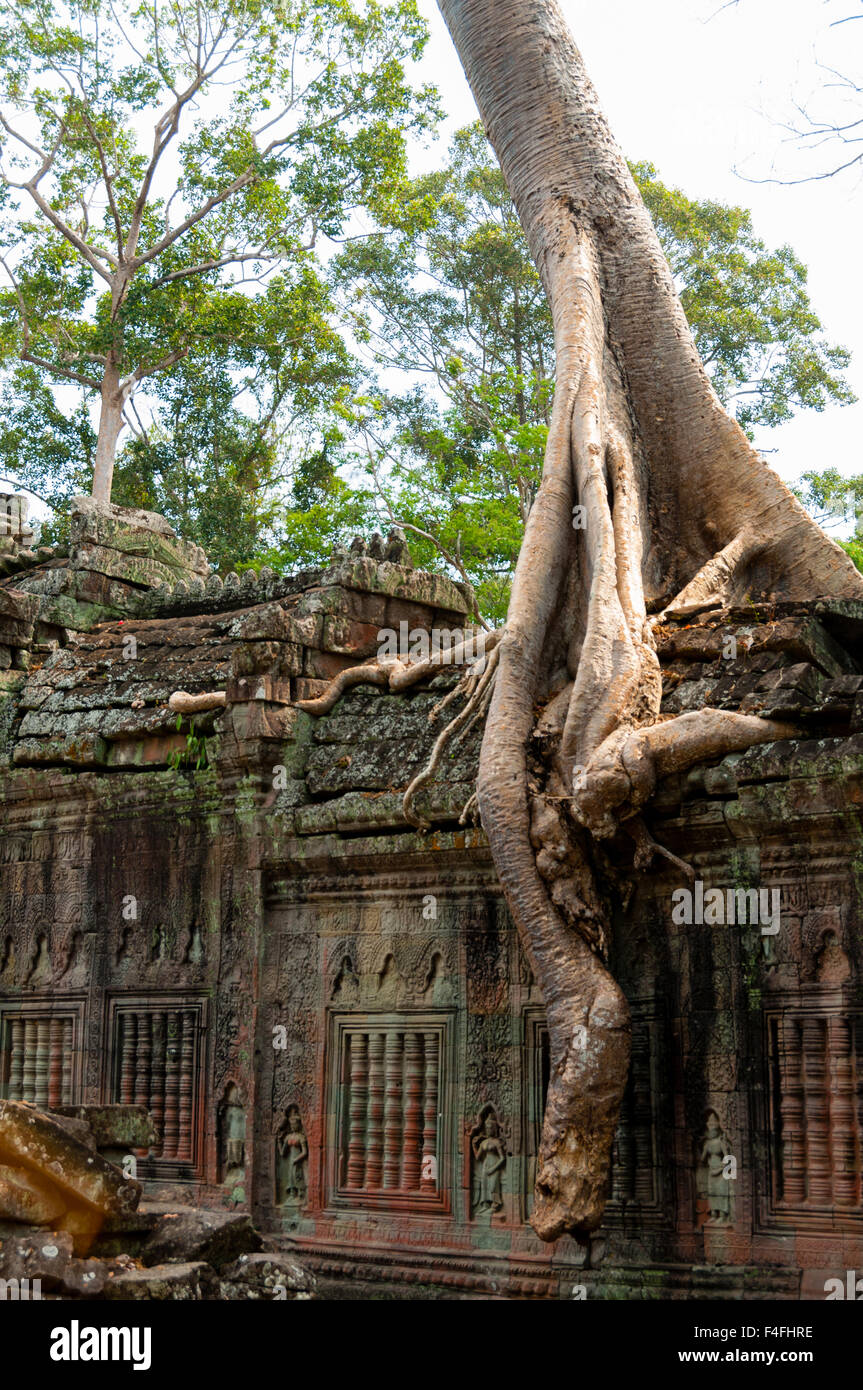 Baum sitzen auf Steinmauer in Angkor Wat Stockfoto