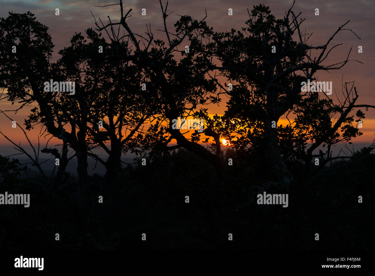 Sonnenuntergang in Portugal Natur Troiugh die dunklen Bäume Stockfoto