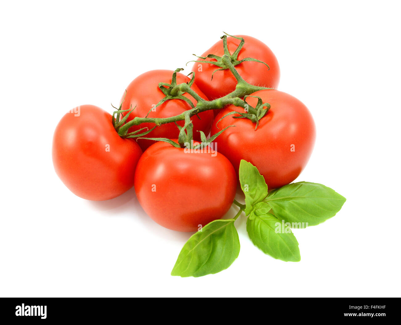 5 Reife rote Tomaten an den Rebstöcken mit frischem Basilikum, isoliert auf weißem Hintergrund Stockfoto