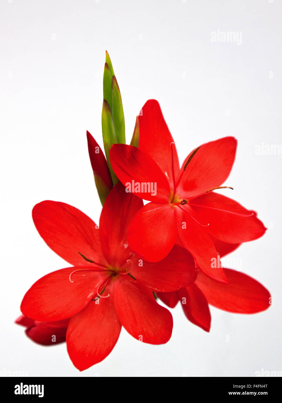 Kaffir-Lilie Blumen (Schizostylis ' Coccinea Major') Stockfoto