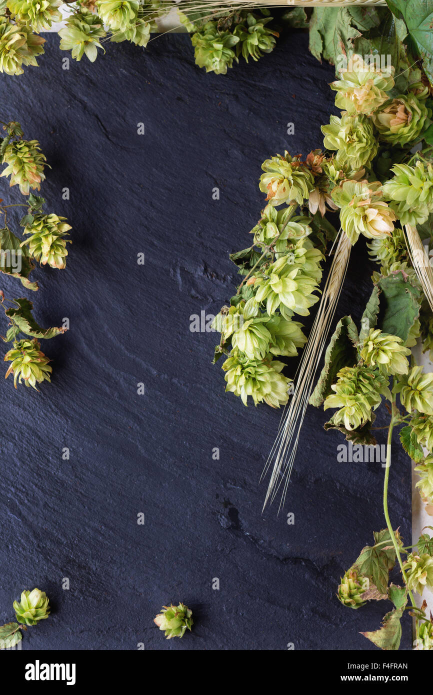 Frische Zweige und Zapfen des grünen Hopfens und Ohren von Gerste über Schiefer Tafel als Hintergrund. Bier-Konzept. Mit Platz für text Stockfoto