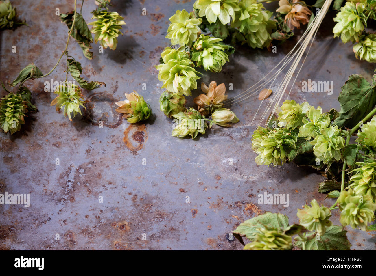 Frische Zweige und Zapfen des grünen Hopfens und Ohren von Gerste über alte Metall Hintergrund. Bier-Konzept. Mit textfreiraum auf der linken Seite. Stockfoto