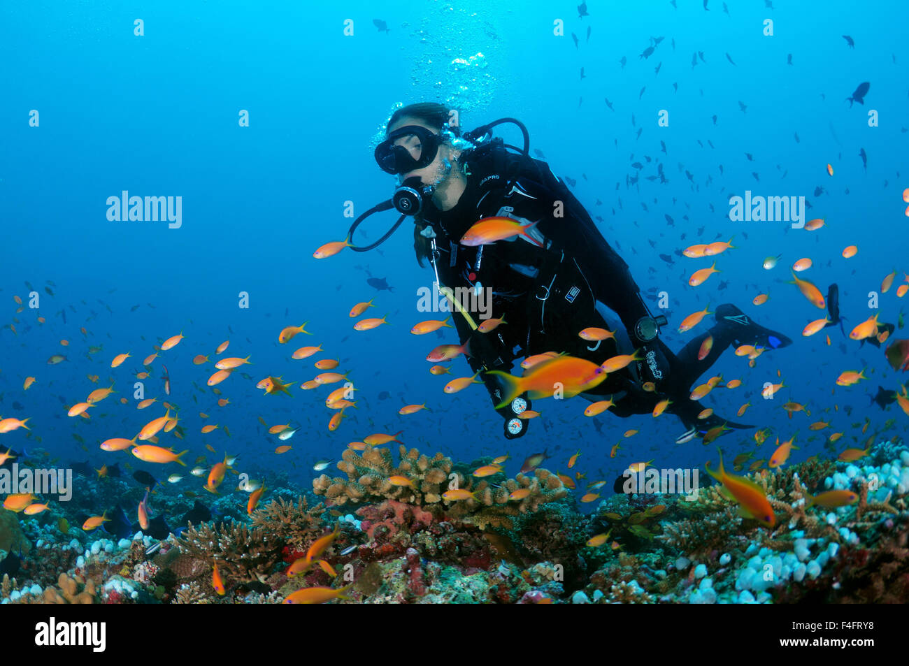 Junge Frau Taucher über das Korallenriff schwimmen und mit Blick auf eine Herde von bunten Fischen, Indischer Ozean, Malediven Stockfoto