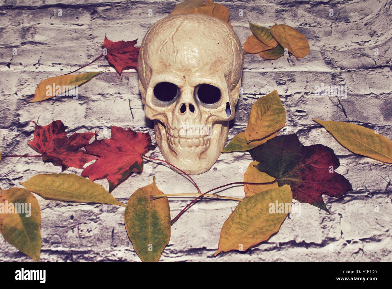 Halloween Schädel und Herbst fallen Stockfoto
