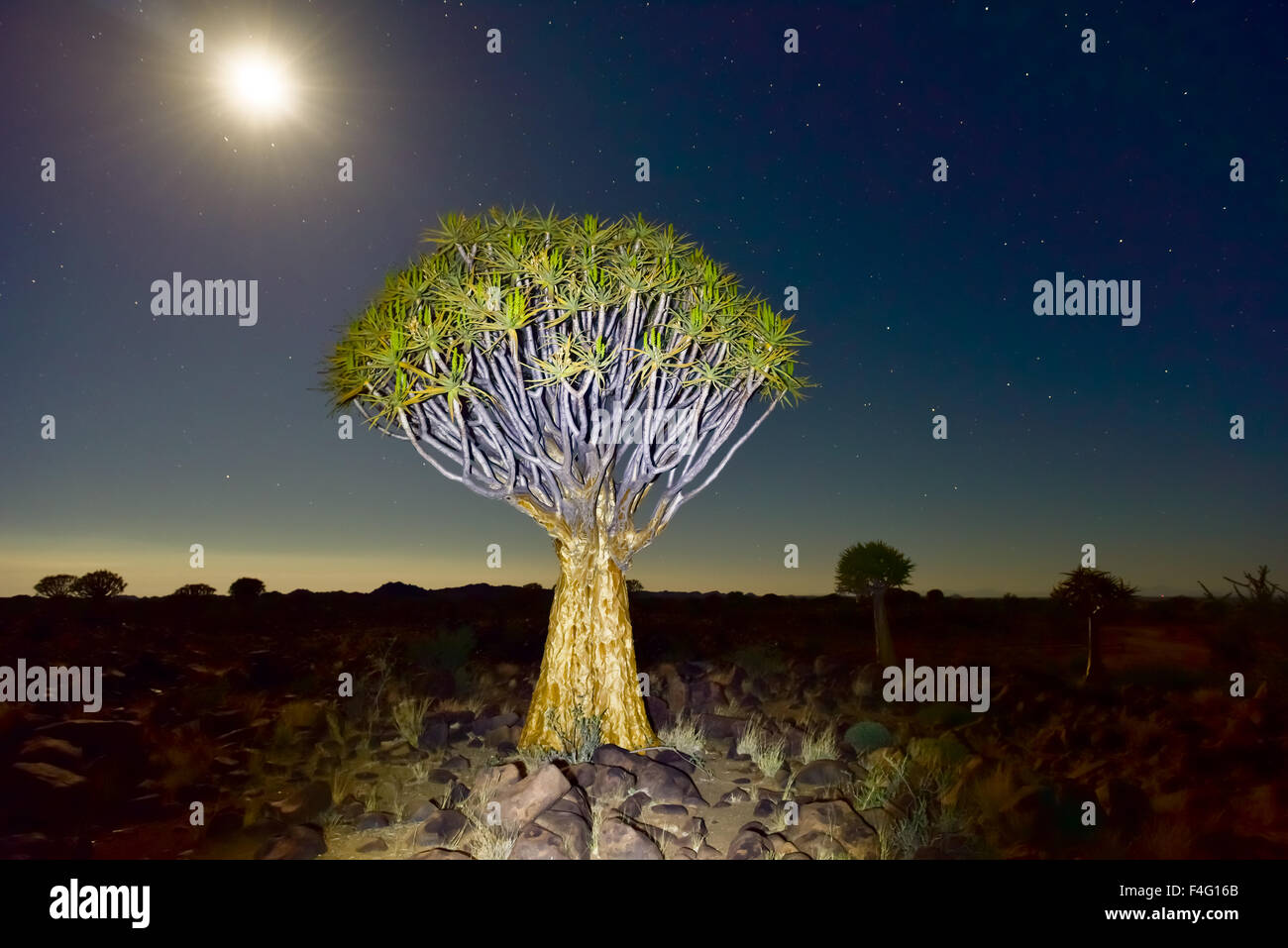 Köcherbaumwald außerhalb von Keetmanshoop, Namibia nachts bei Vollmond mit Sternen am Himmel. Stockfoto