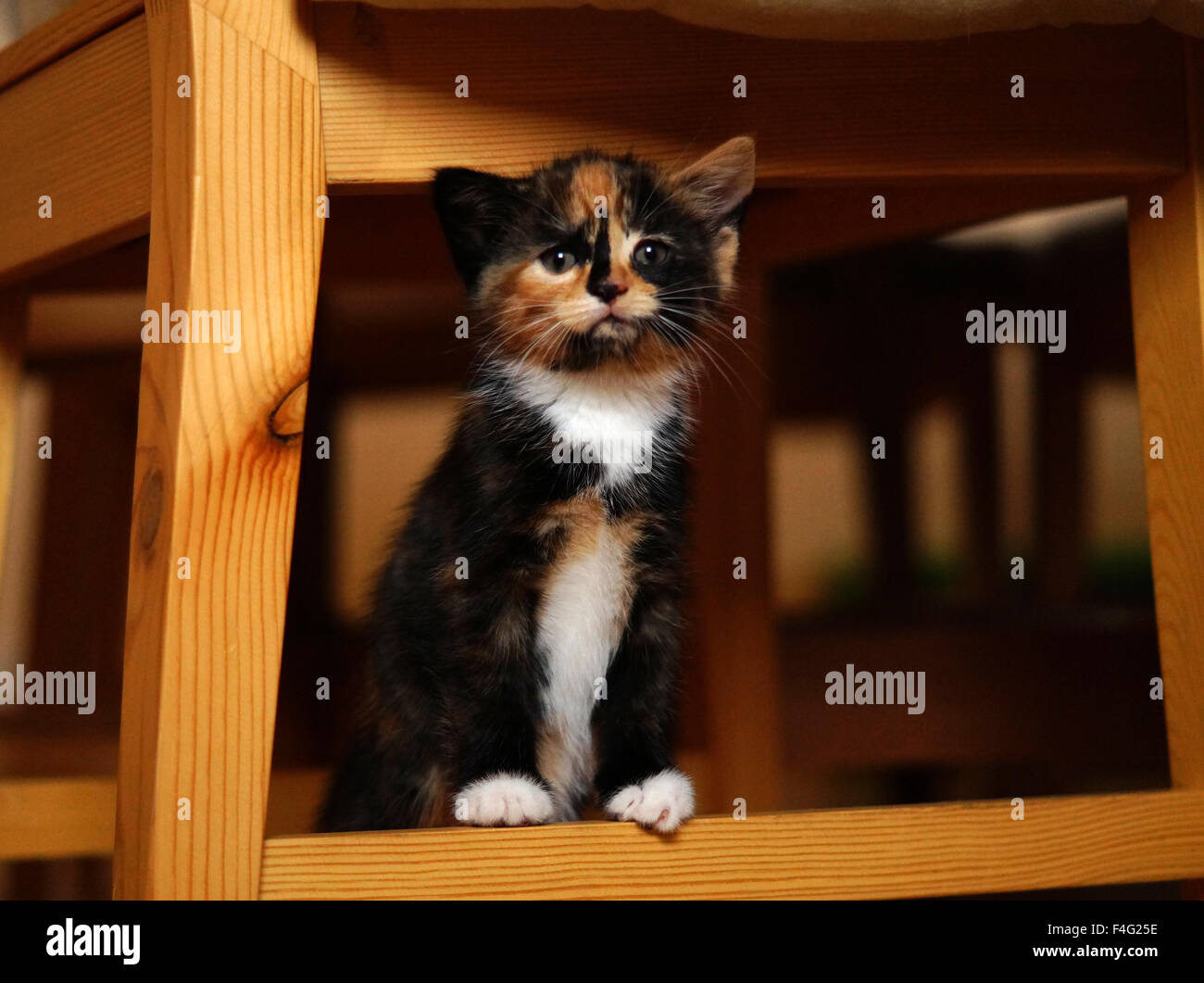 Penelope, die Katze und ihr Kätzchen Stockfoto