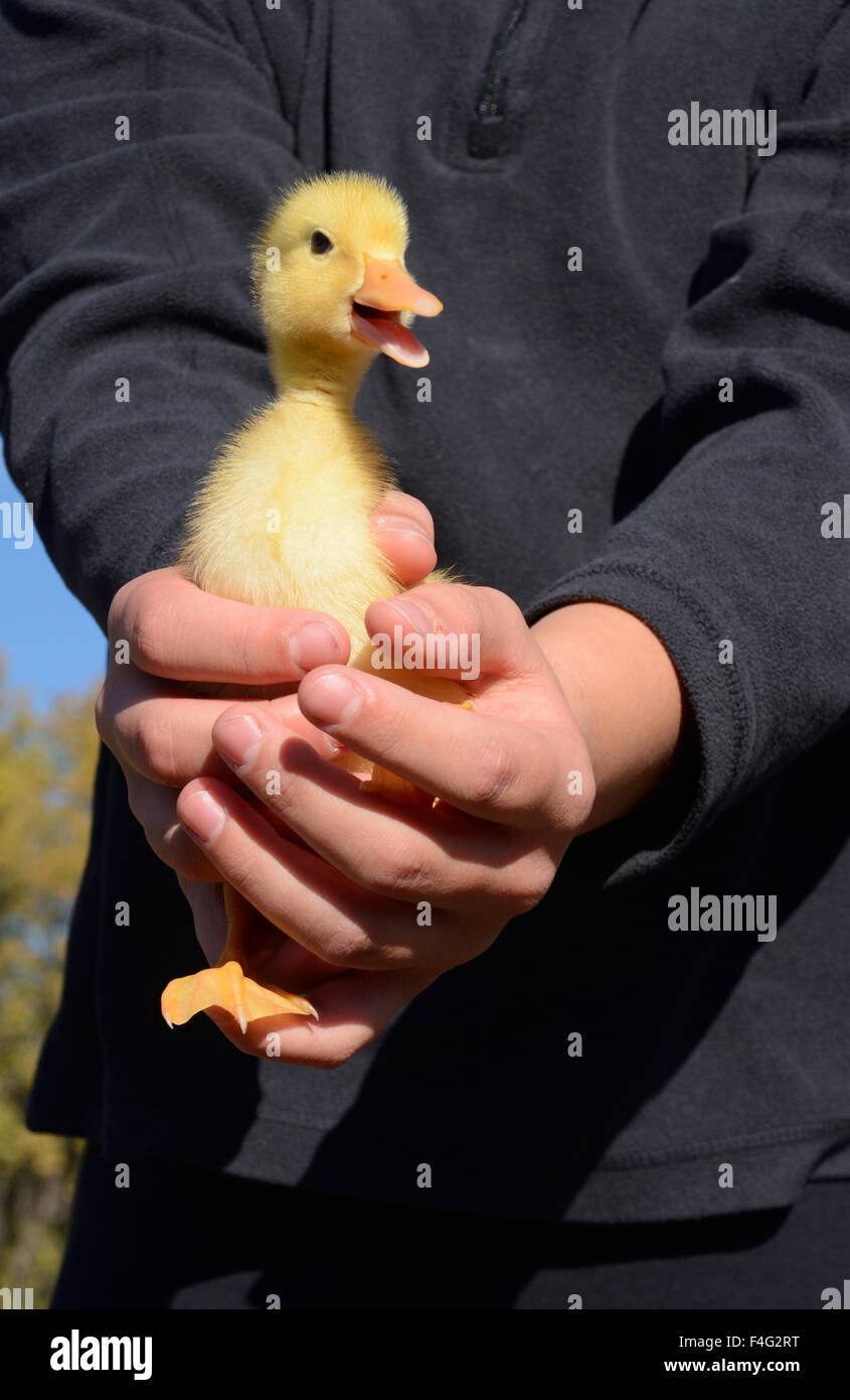 Junge, die Peking Ente Entlein in den Händen halten Stockfoto