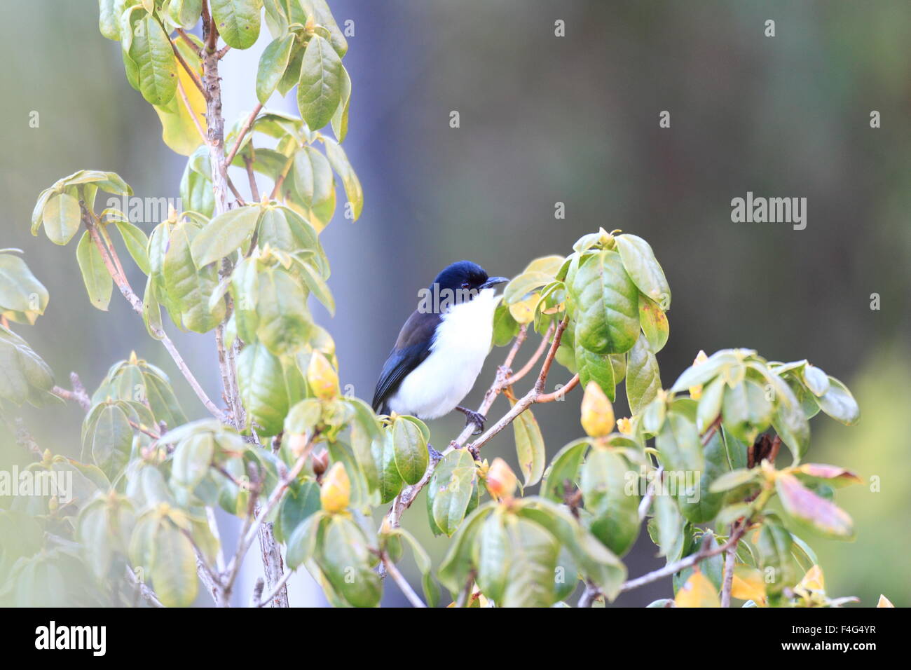 Dunkel-backed Sibia (Heterophasia Melanoleuca) Stockfoto