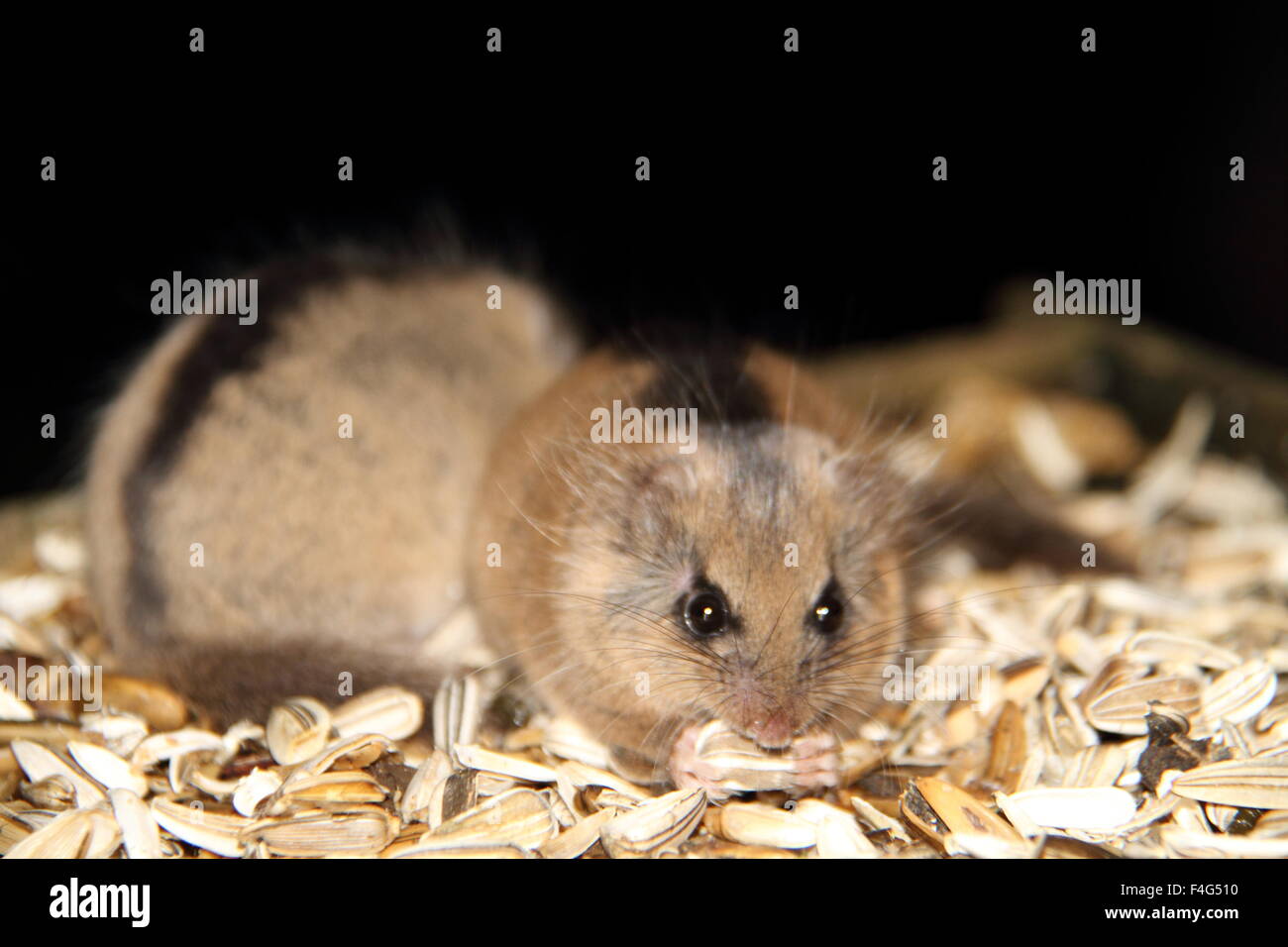 Japanische Siebenschläfer (Glirulus Japonicus) in Japan Stockfoto