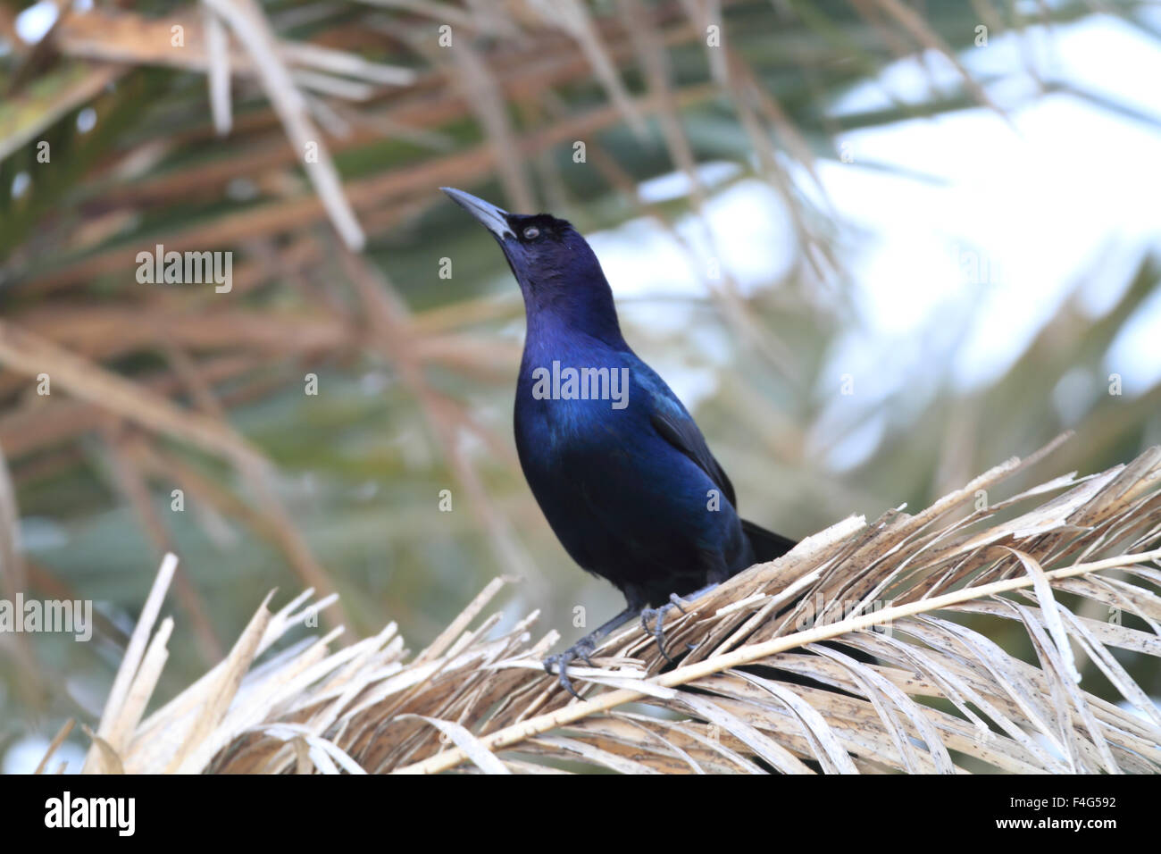 Boot-angebundene Grackle (Quiscalus großen) in Florida Stockfoto