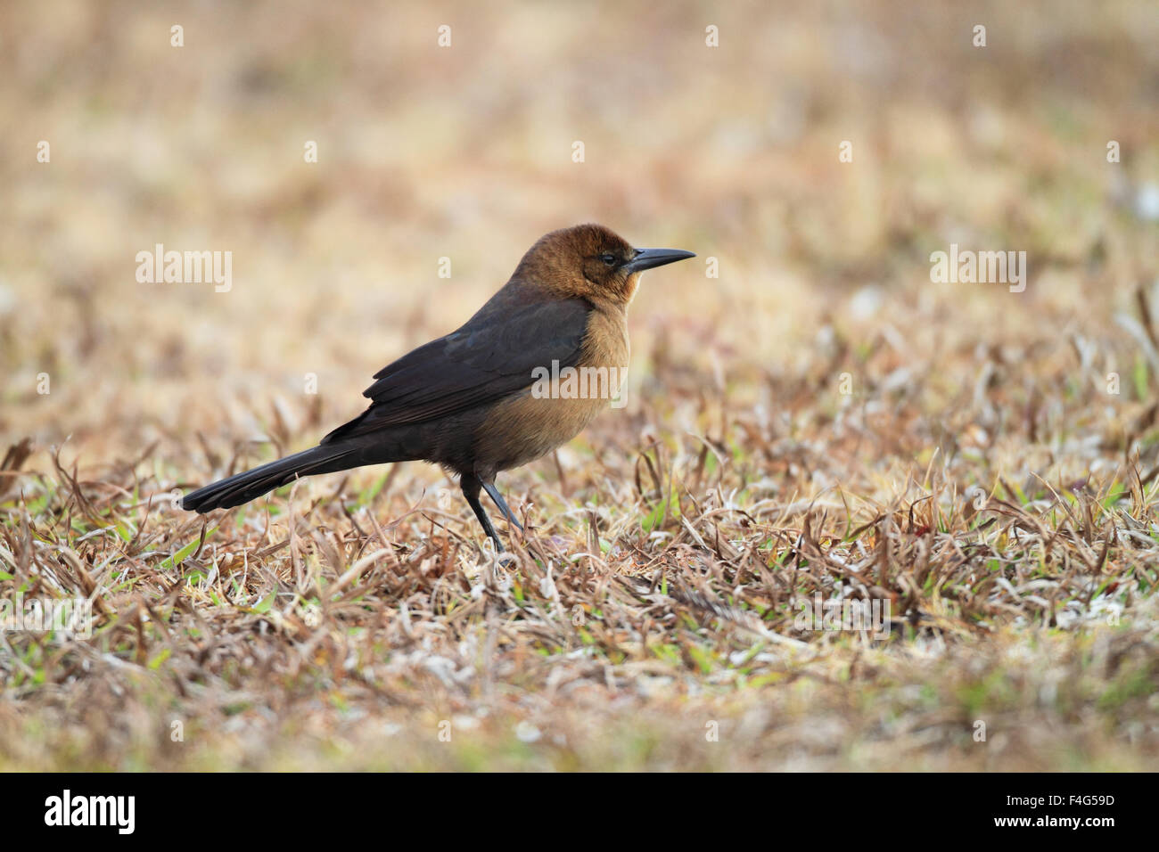Boot-angebundene Grackle (Quiscalus großen) in Florida Stockfoto