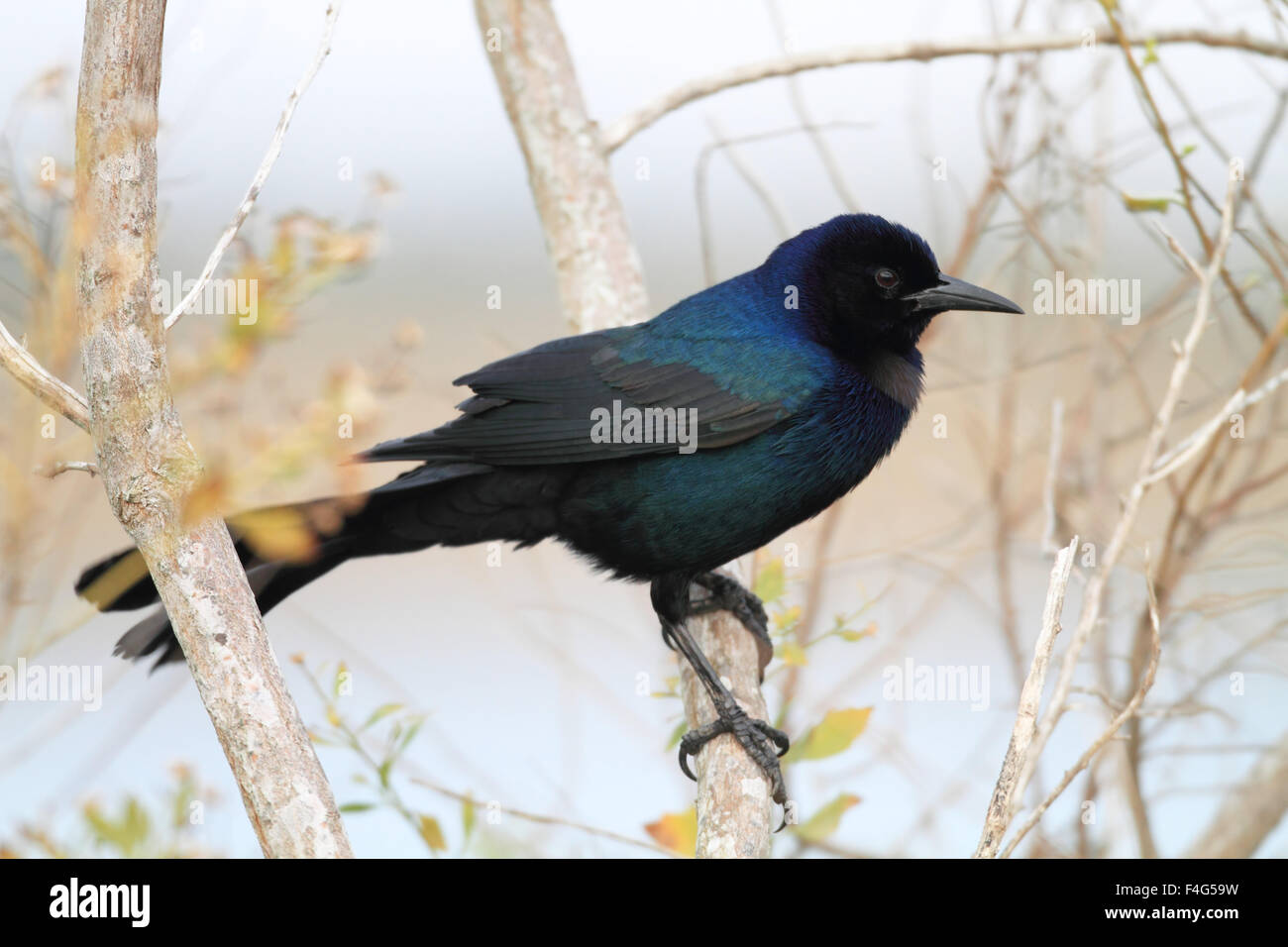 Boot-angebundene Grackle (Quiscalus großen) in Florida Stockfoto