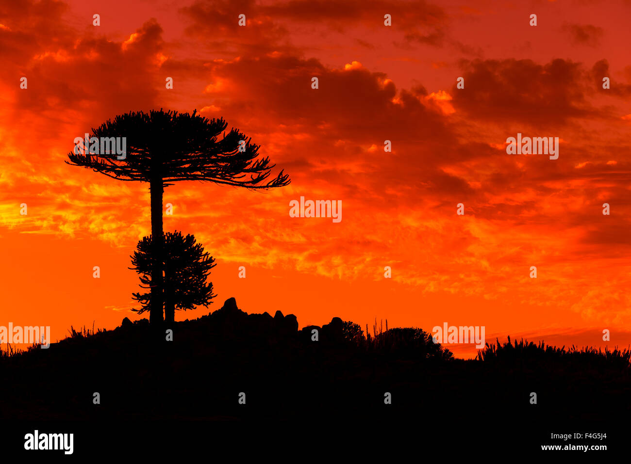 Araucaria, Araucania Region, chile Stockfotografie Alamy