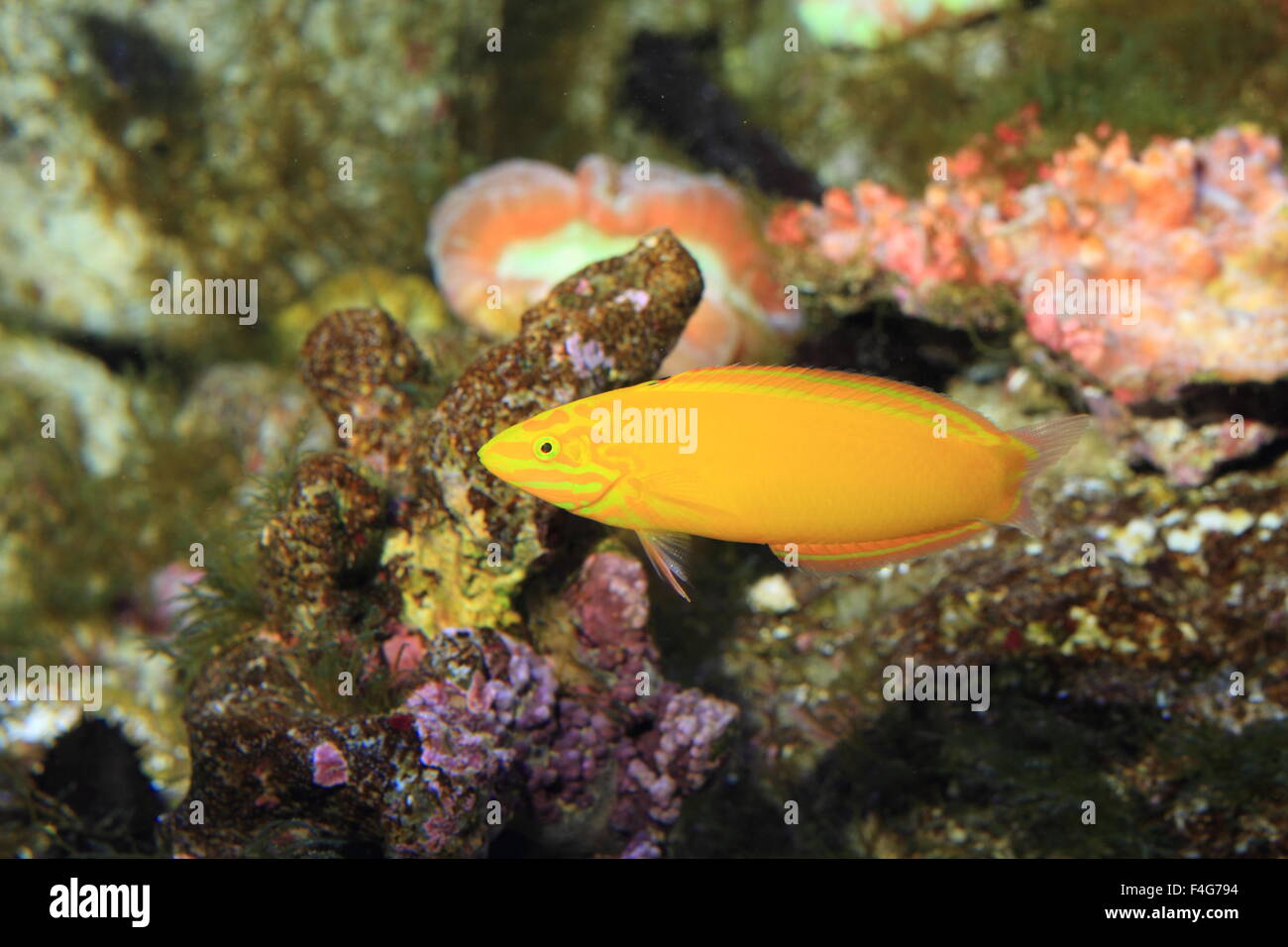 Canary-Lippfische (Halichoeres Chrysus) in Japan Stockfoto