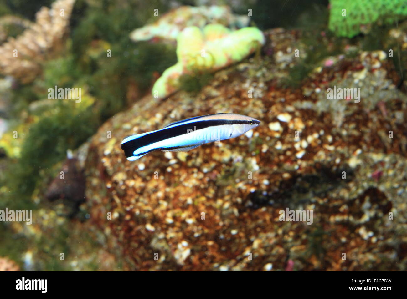 Sauberer gemeinsame Lippfisch (Labroides Dimidiatus) in Japan Stockfoto