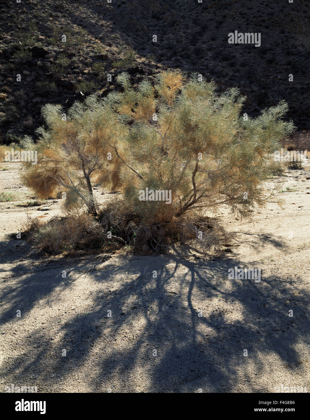 Kalifornien, Anza Borrego Desert State Park, ein Rauch-Baum (Dalea Spinosa) wächst aus einem waschen in den Badlands. (Großformatige Größen erhältlich) Stockfoto