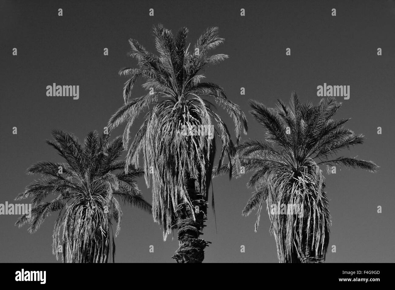 Dattelpalmen, Furnace Creek, Death Valley Nationalpark, Kalifornien, USA. Stockfoto