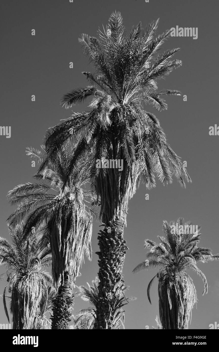 Dattelpalmen, Furnace Creek, Death Valley Nationalpark, Kalifornien, USA. Stockfoto