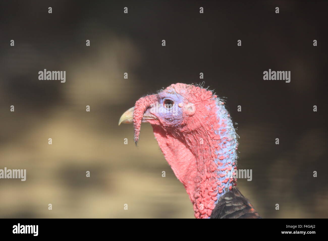 Wilder Truthahn (Meleagris Gallopavo) männlich hautnah Stockfoto