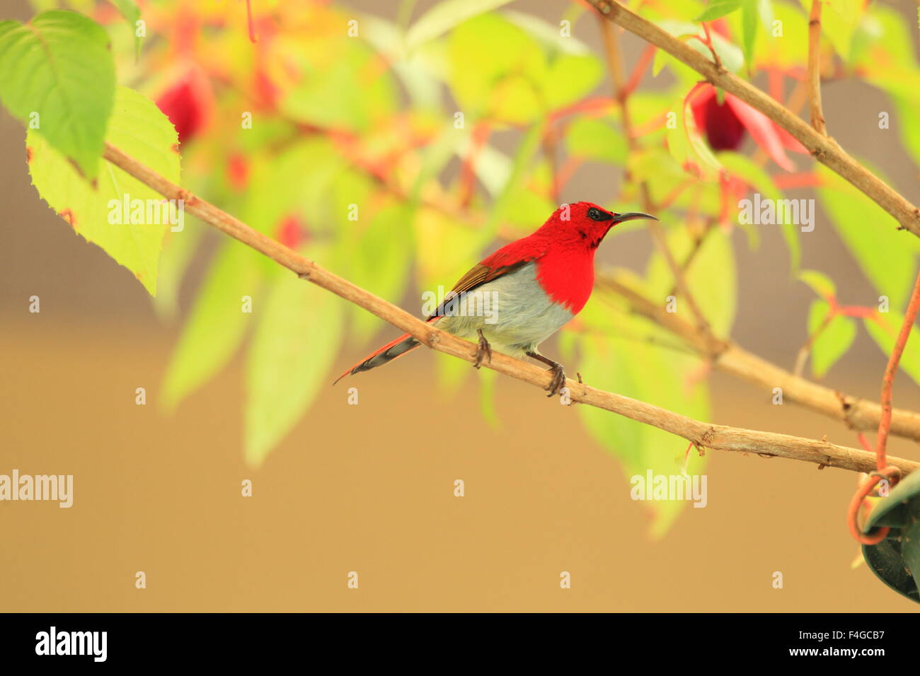 Temminck Sunbird (Aethopyga Temminckii) in Malaysia Stockfotografie Alamy