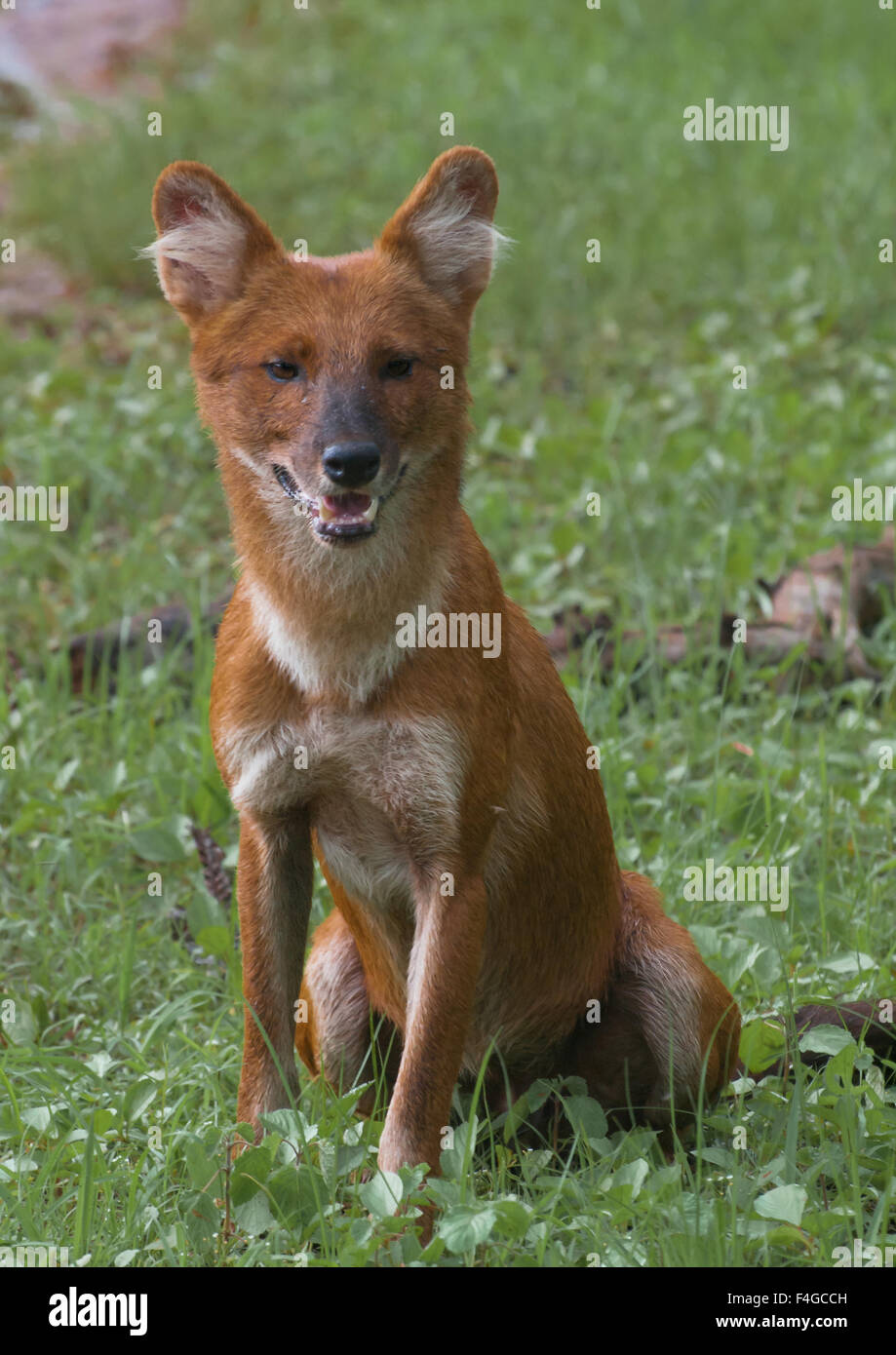 Ein frontales Portrait / Schuss von einem indischen Wildhund in Grasgrün. Dhols sind soziale Tiere, Leben in Großpackungen und jagen gemeinsam Stockfoto