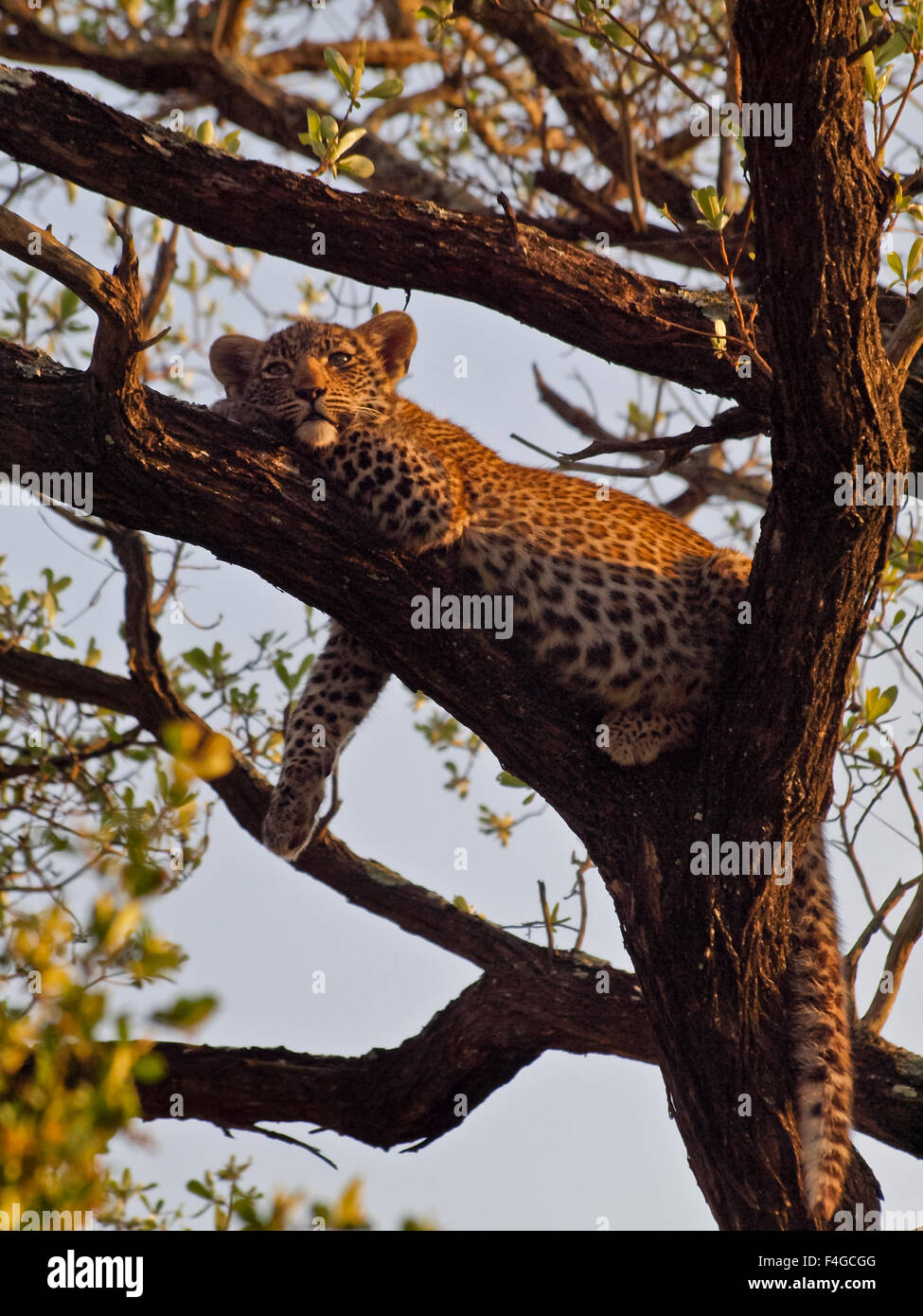 Leopard Cub ruht auf Baum in Südafrika Sabi Sands Stockfoto