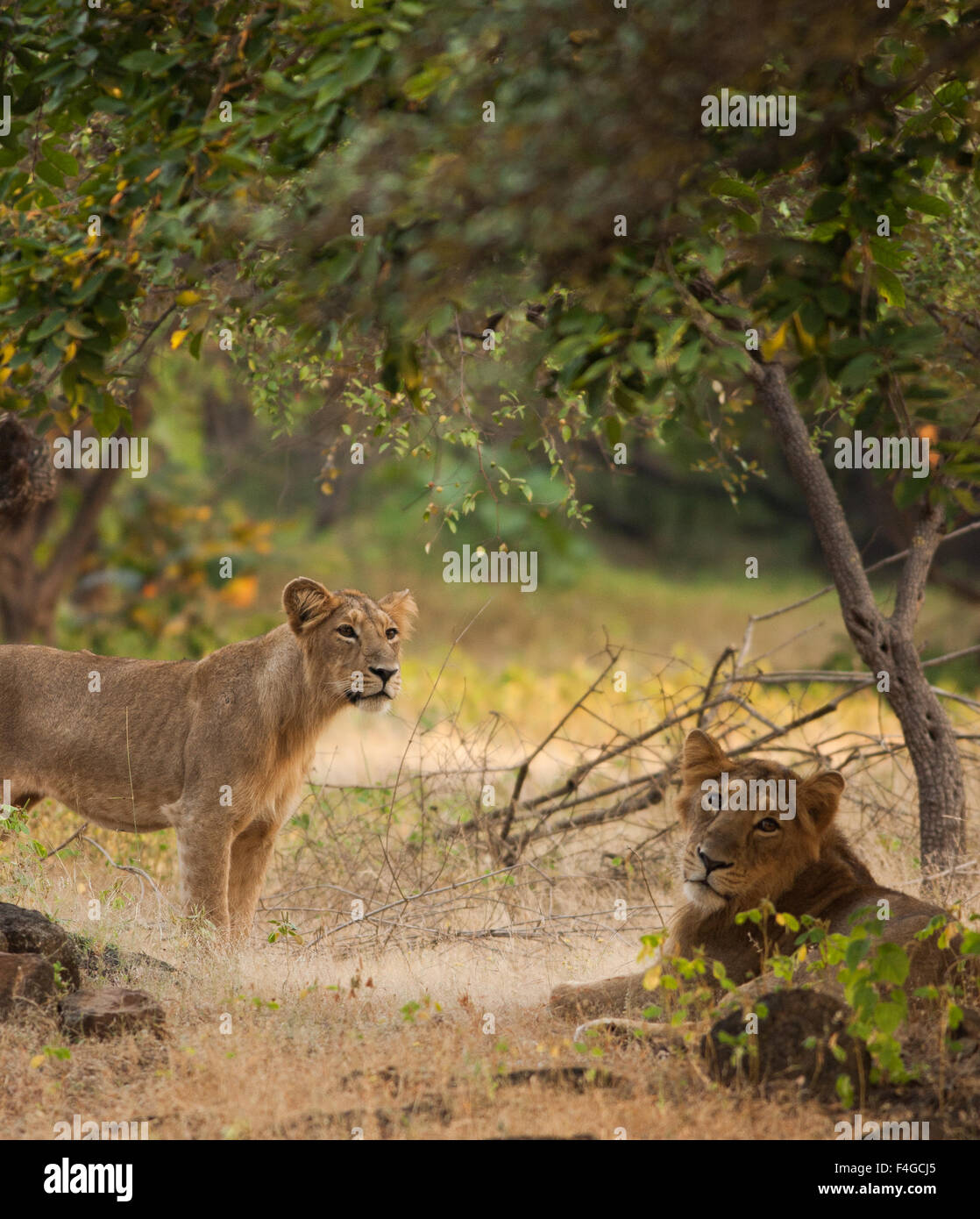 Zwei asiatische Löwen an Oll gir Nationalpark, Gujarat Stockfoto