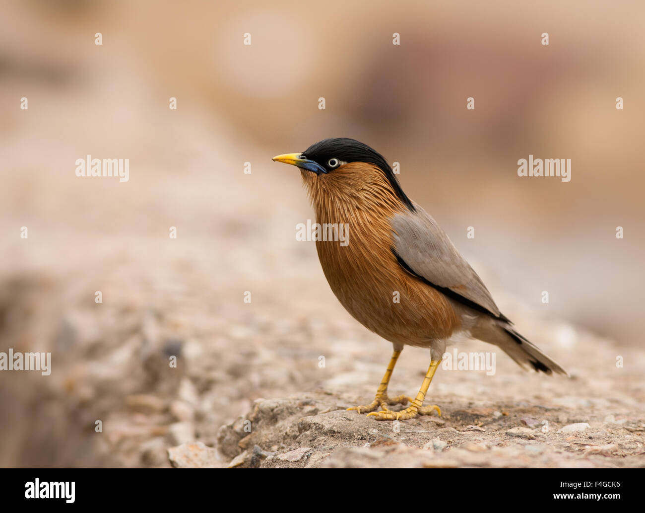 Ein angry Birds. Porträt einer Brahminy Starling in Bharatpur Vogelschutzgebiet Stockfoto