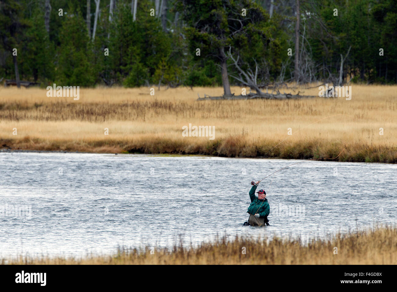 Fliegen Sie Fisherman im Madison River Stockfoto