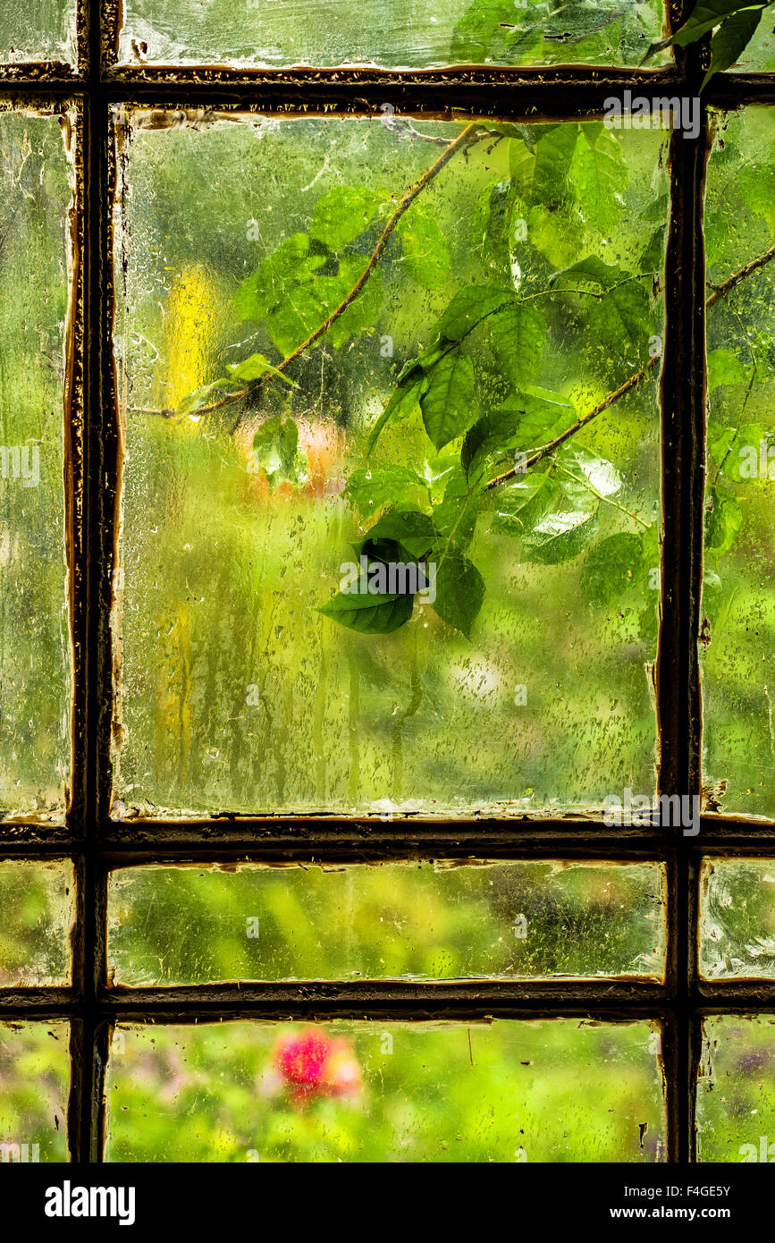 Grüne Blätter auf verregneten Fenster, abstrakte Frühjahr Saison Hintergrund Stockfoto