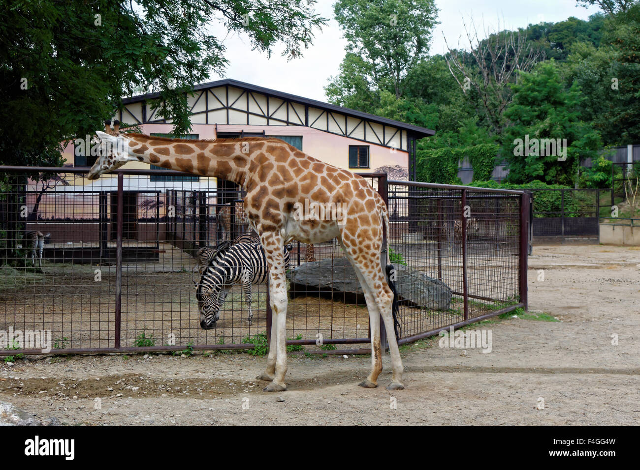 Giraffe Stockfoto