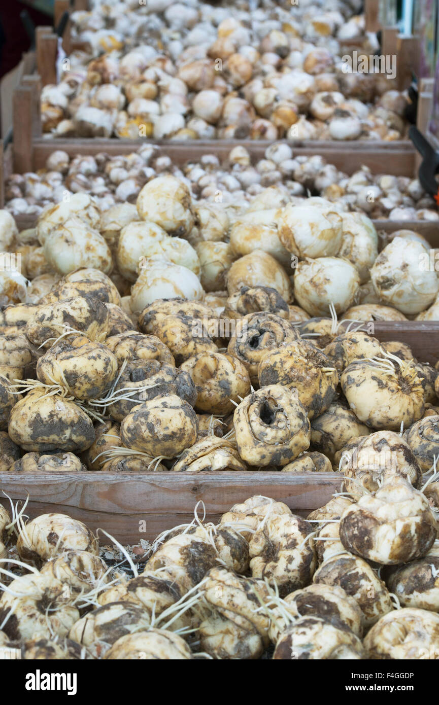 Fritillaria imperialis. Crown Imperial Fritillary Bulbs zum Verkauf auf einer Herbstschau. VEREINIGTES KÖNIGREICH Stockfoto