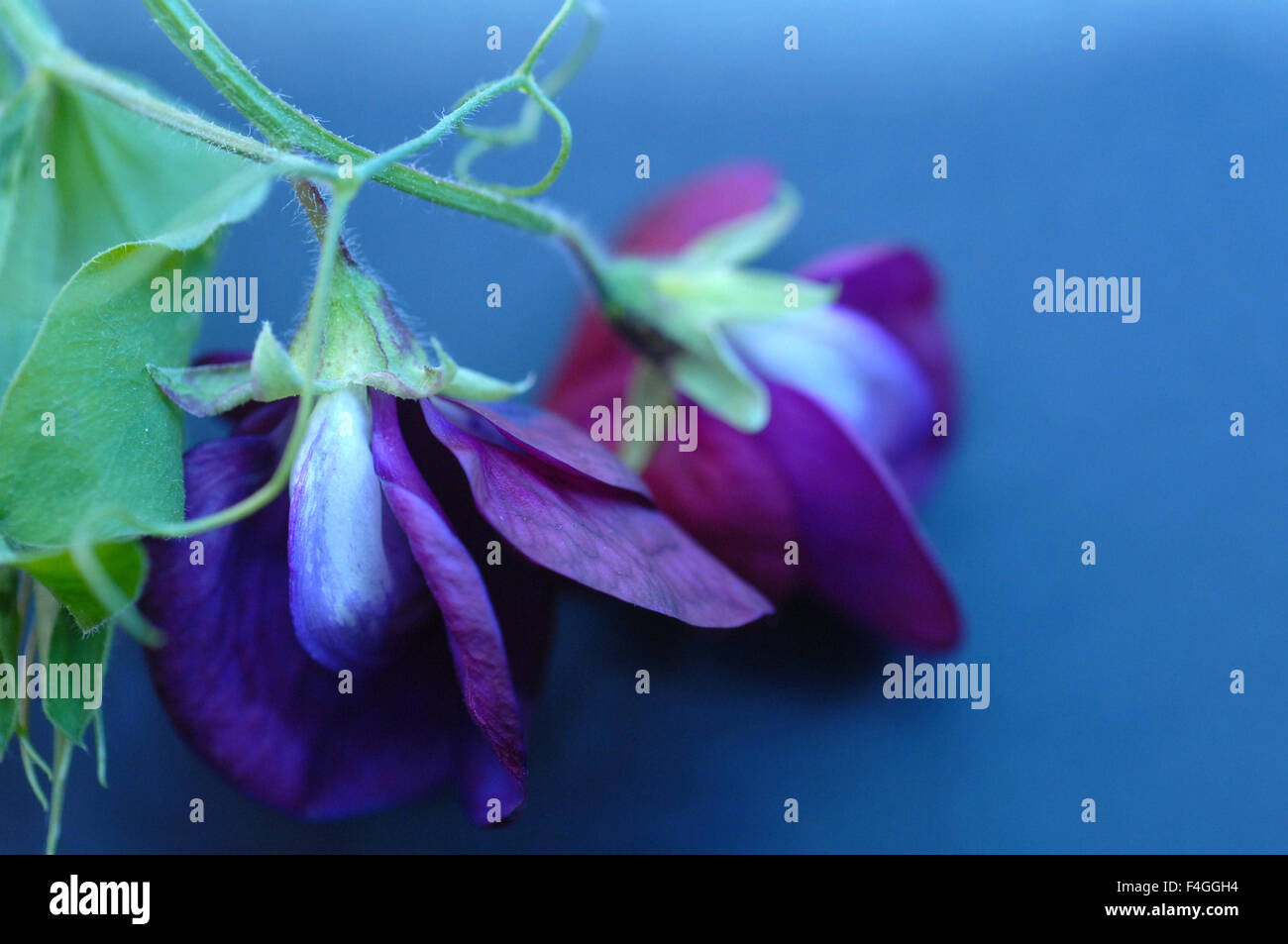 Sweet pea Stockfoto