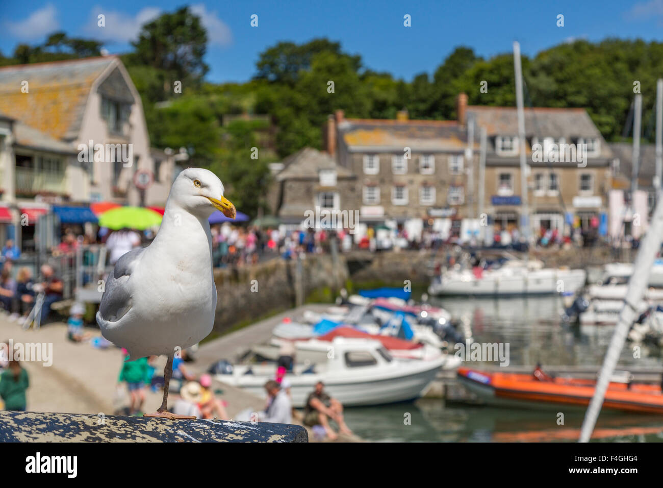 Eine Möwe, genießen die Sonne am Hafen von Padstow, Cornwall, UK Stockfoto