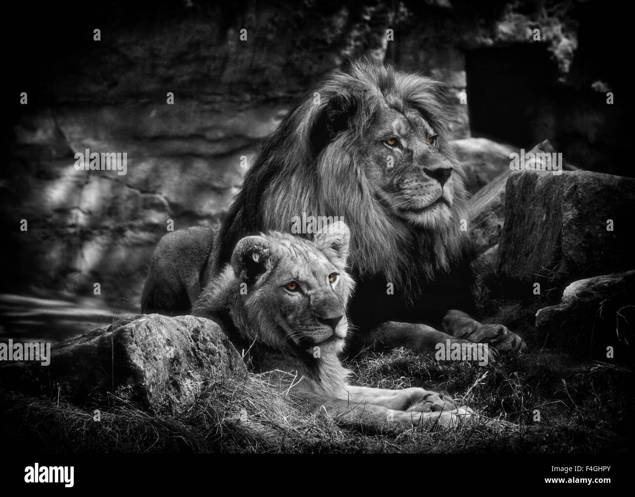 pix Lion And Lioness Black And White alamy