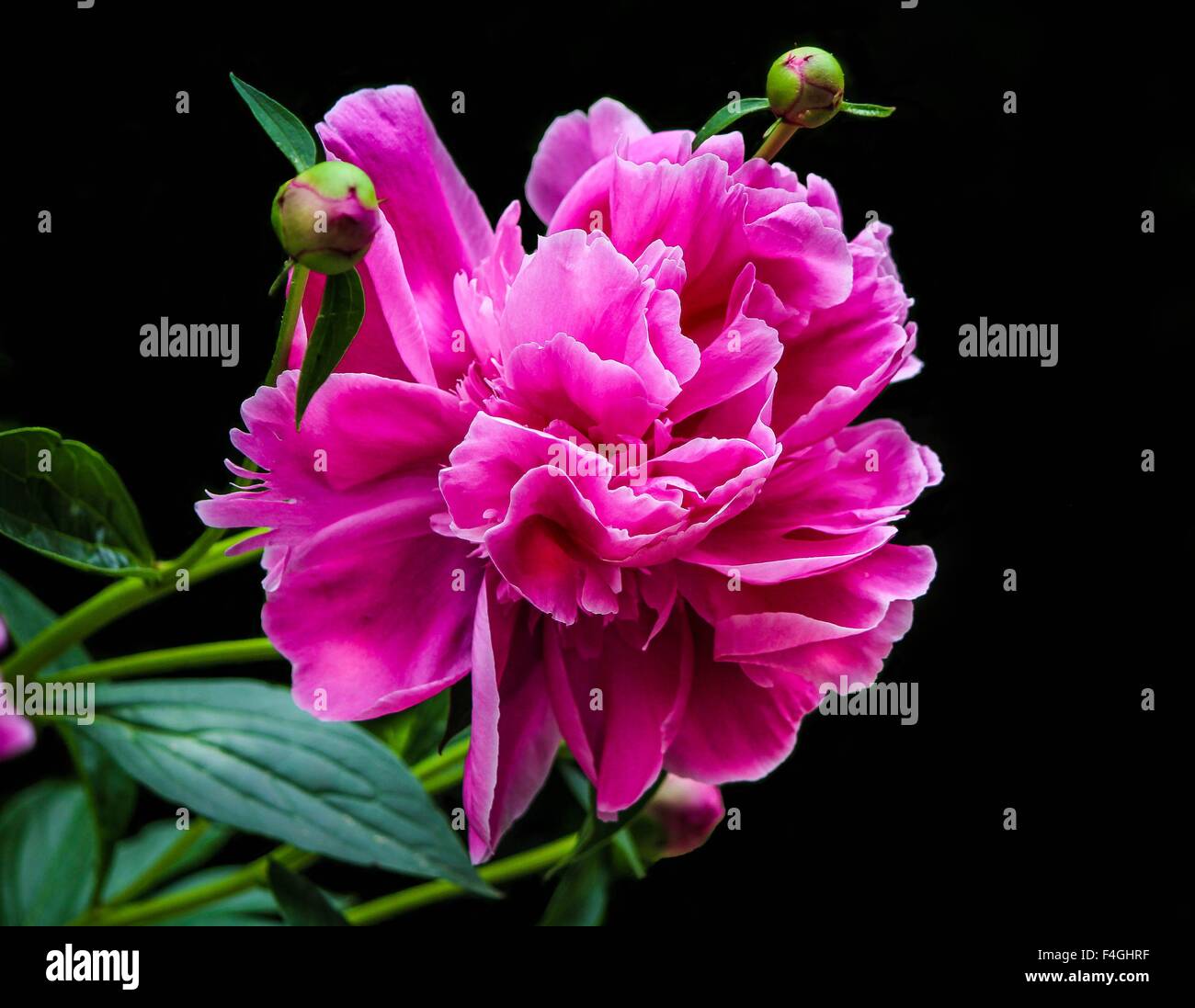 Nahaufnahme eines isolierten rosa Pfingstrose auf einem dunklen Hintergrund Stockfoto