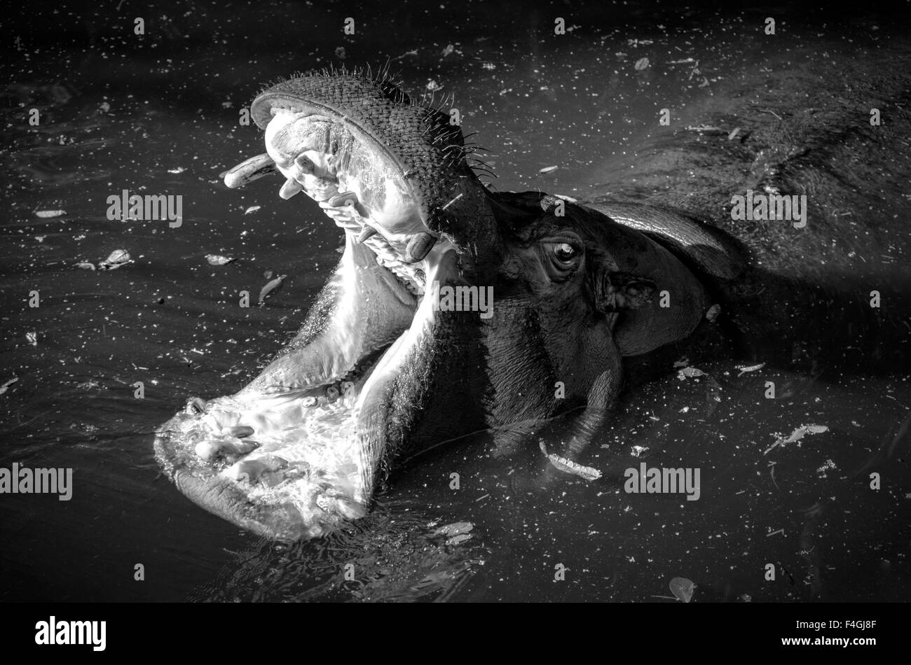 Nilpferd mit Mund offen in schwarz / weiß Stockfoto