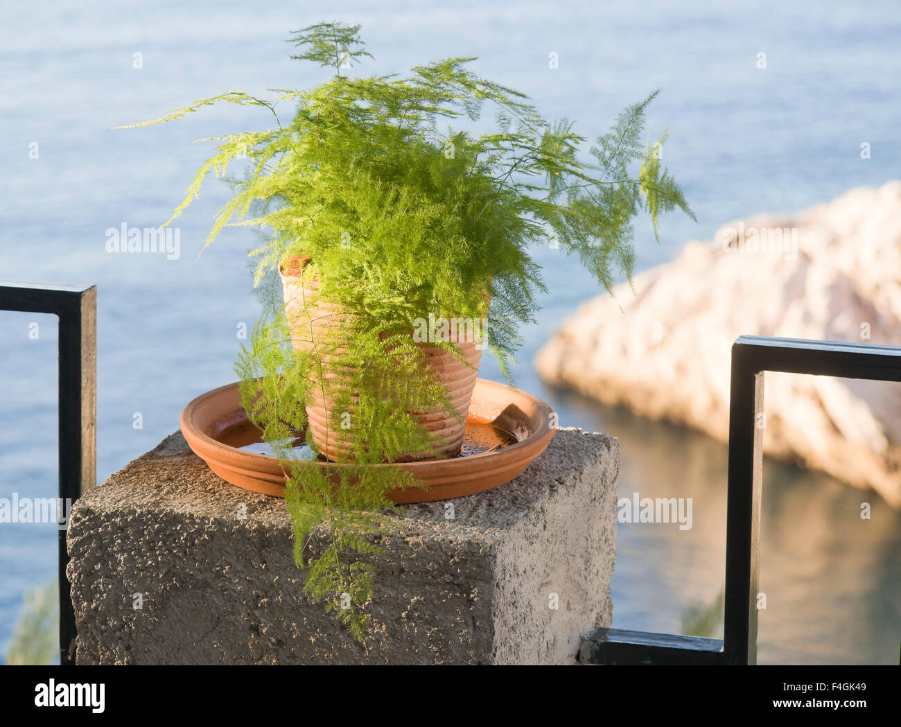 Gemeinsamen Spargel Farn in einem Blumentopf dekorativ platziert im Freien auf einem Geländer mit dem Meer als Hintergrund Stockfoto