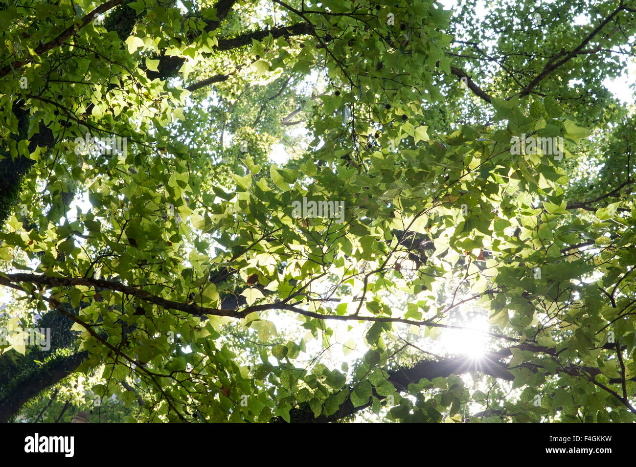 Licht aus Sonne durchlaufen Baum Stockfoto