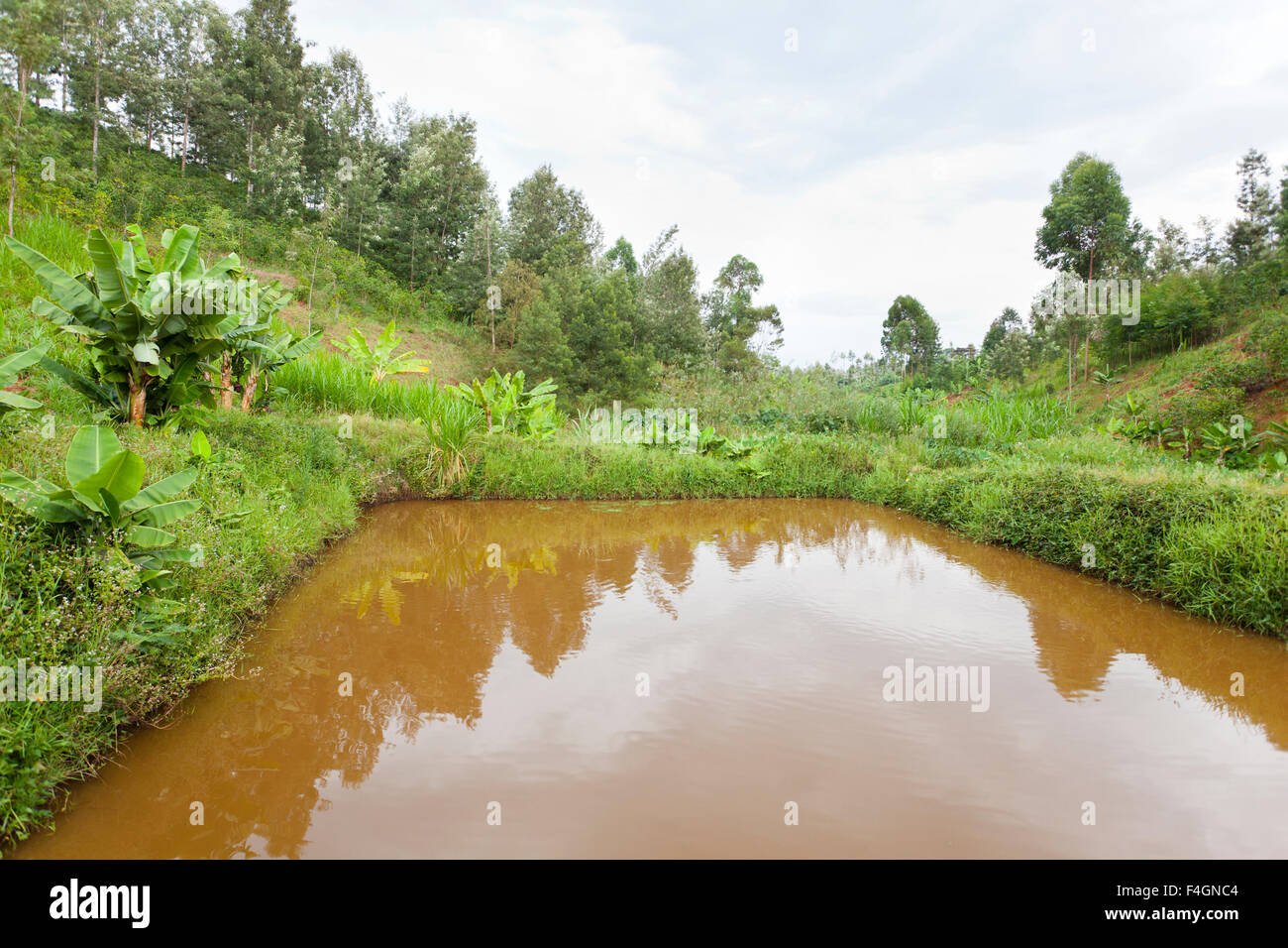 Ein künstlicher Fischteich in einem Tal im grünen Hochland nördlich von Nairobi in Kenia. Stockfoto