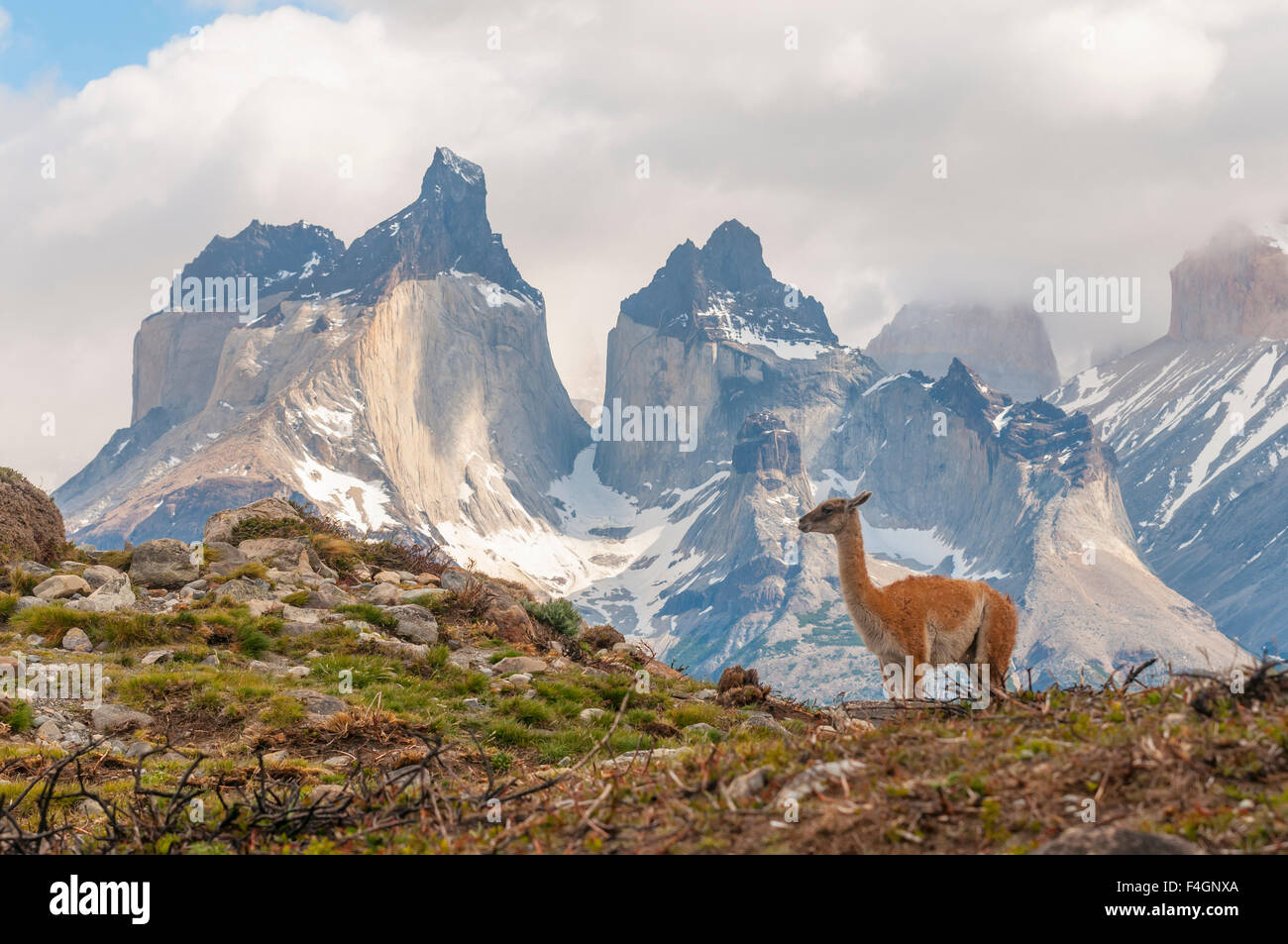 Guanako, Säugetiere, Tiere Stockfoto